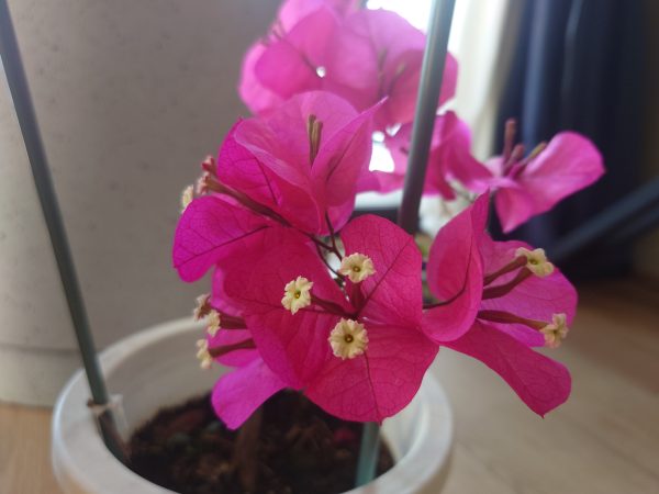 サロンに咲く花