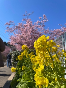 河津桜のお花見
