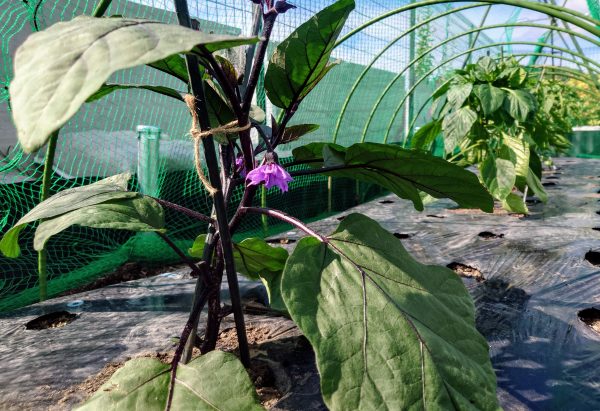 茄子の花はやっぱり紫