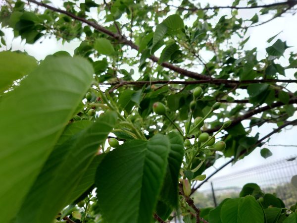 葉桜の中に