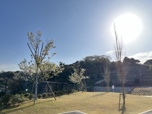 大島桜